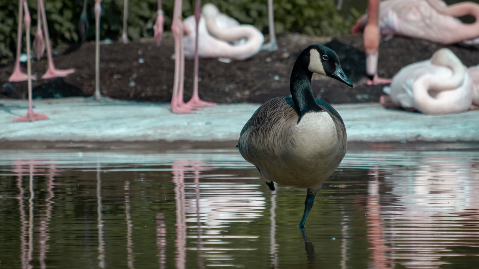 Canon EF 70-300 F4-5.6 IS II USM sample photo. Duck, one, bird photography