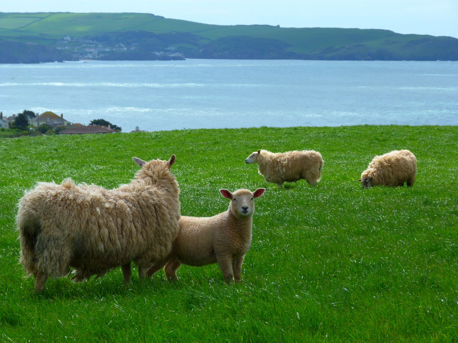 Panasonic Lumix DMC-FZ40 (Lumix DMC-FZ45) sample photo. Landscape, devon, coast photography
