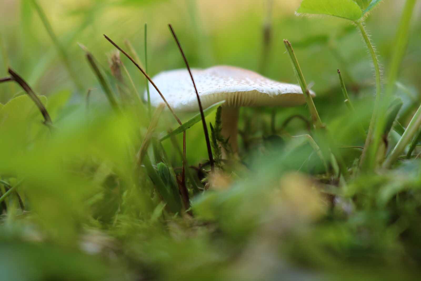 Canon EOS 750D (EOS Rebel T6i / EOS Kiss X8i) sample photo. Mushroom, macro, nature photography