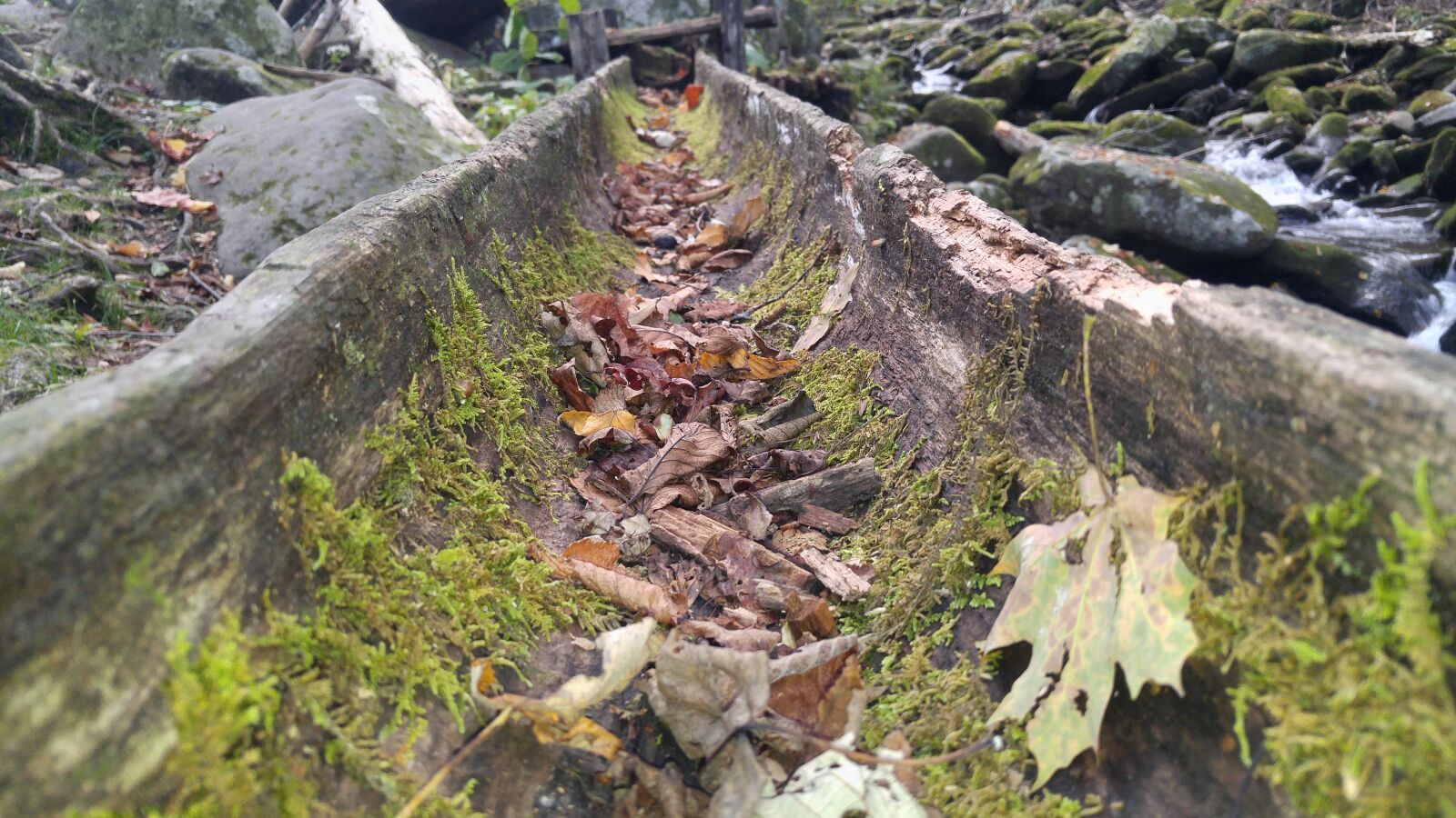 LG G4 sample photo. Fallen, leaves, moss, smoky photography