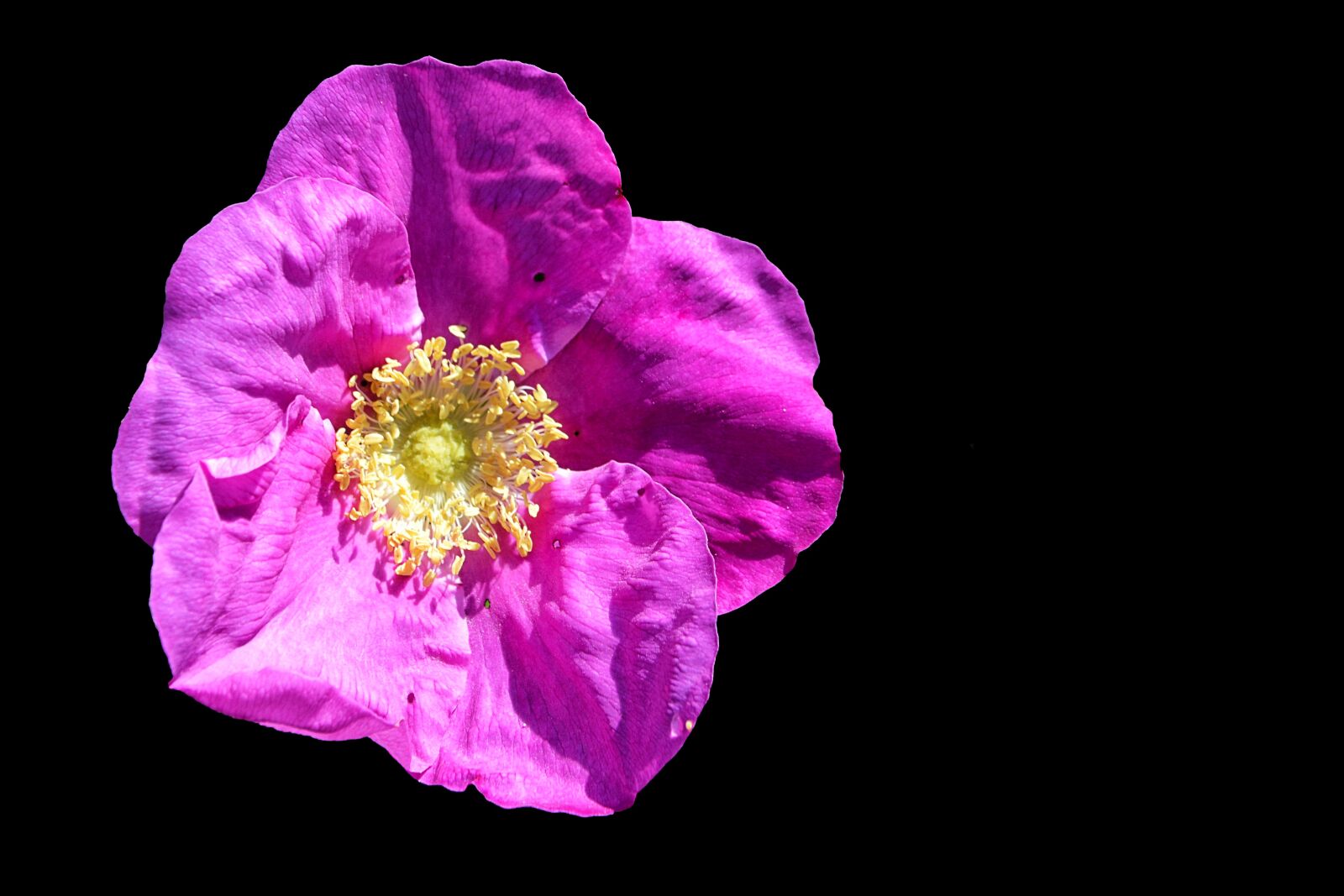 Nikon D3200 sample photo. Wild rose, bush rose photography