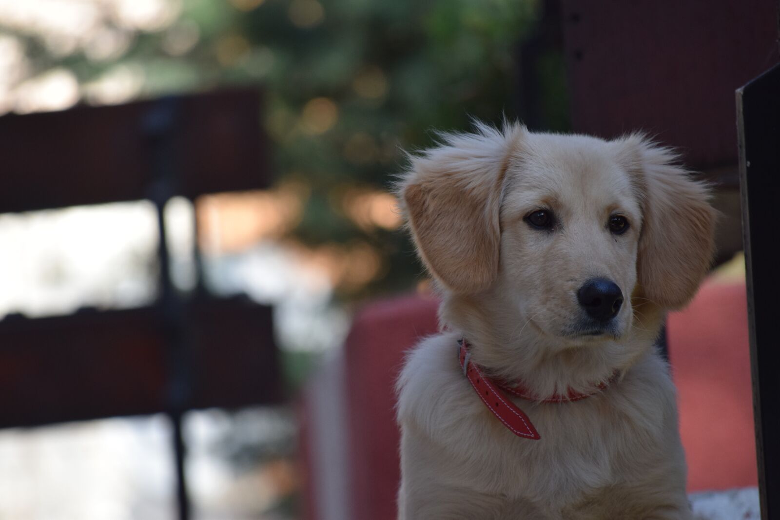 Nikon D3300 sample photo. Dog, puppy, animal photography