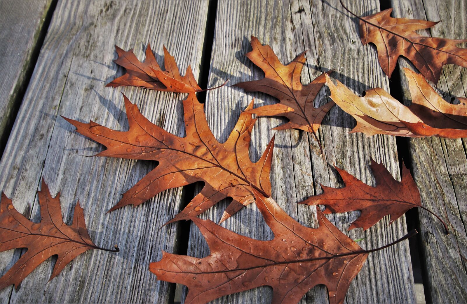 Canon EOS 80D sample photo. Collapse, autumn, november photography