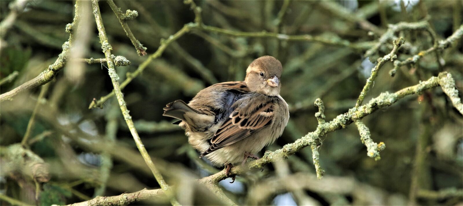 Canon EOS 7D Mark II + 150-600mm F5-6.3 DG OS HSM | Contemporary 015 sample photo. Bird, house sparrow, songbird photography