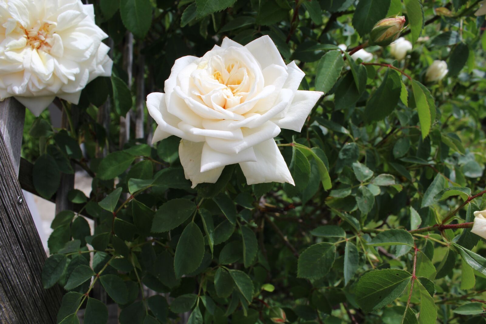 Canon EOS 1200D (EOS Rebel T5 / EOS Kiss X70 / EOS Hi) sample photo. Rose, white, flourished photography