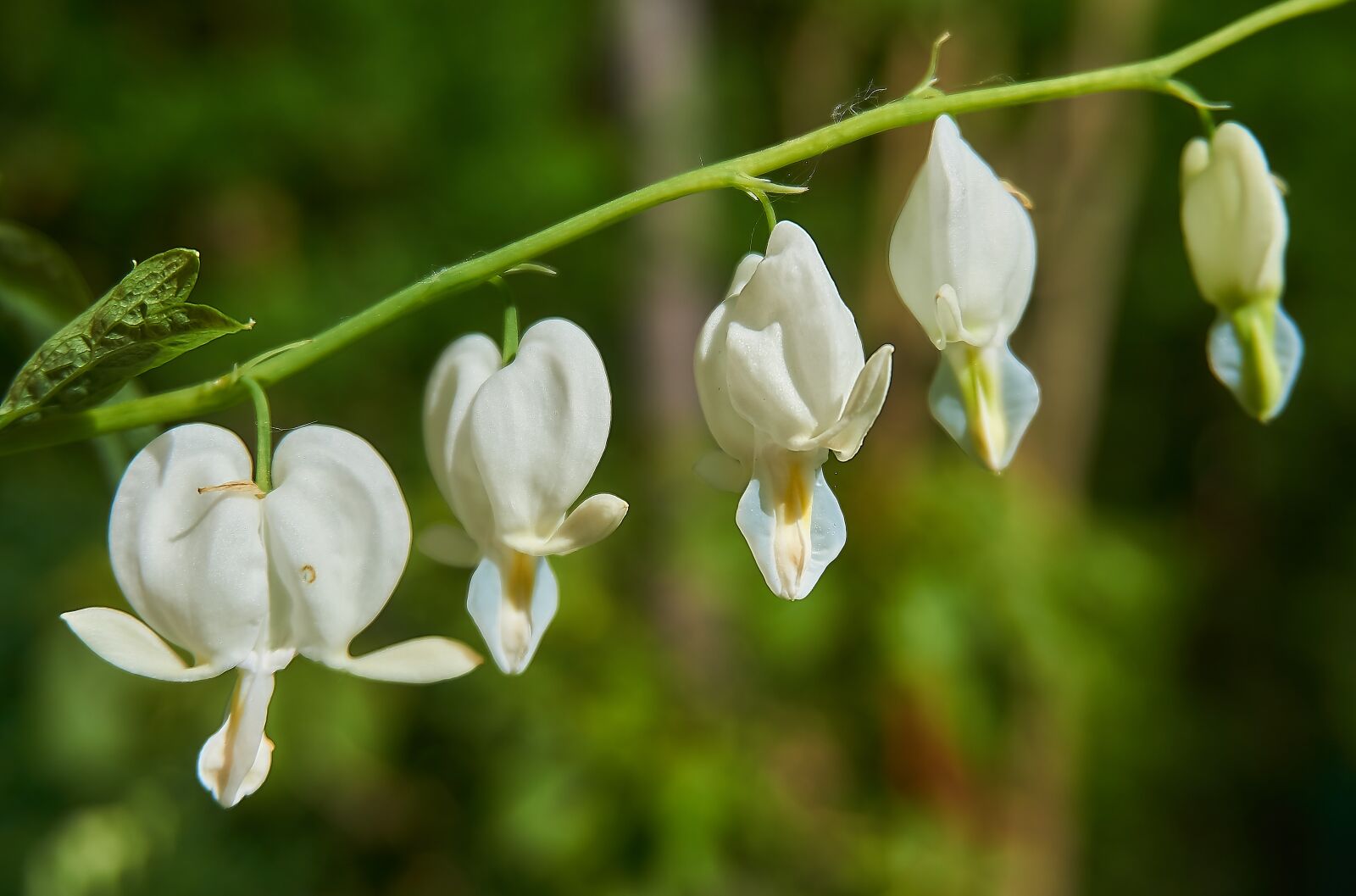 Sony a6000 sample photo. Bleeding heart, lamprocapnos spectabilis photography