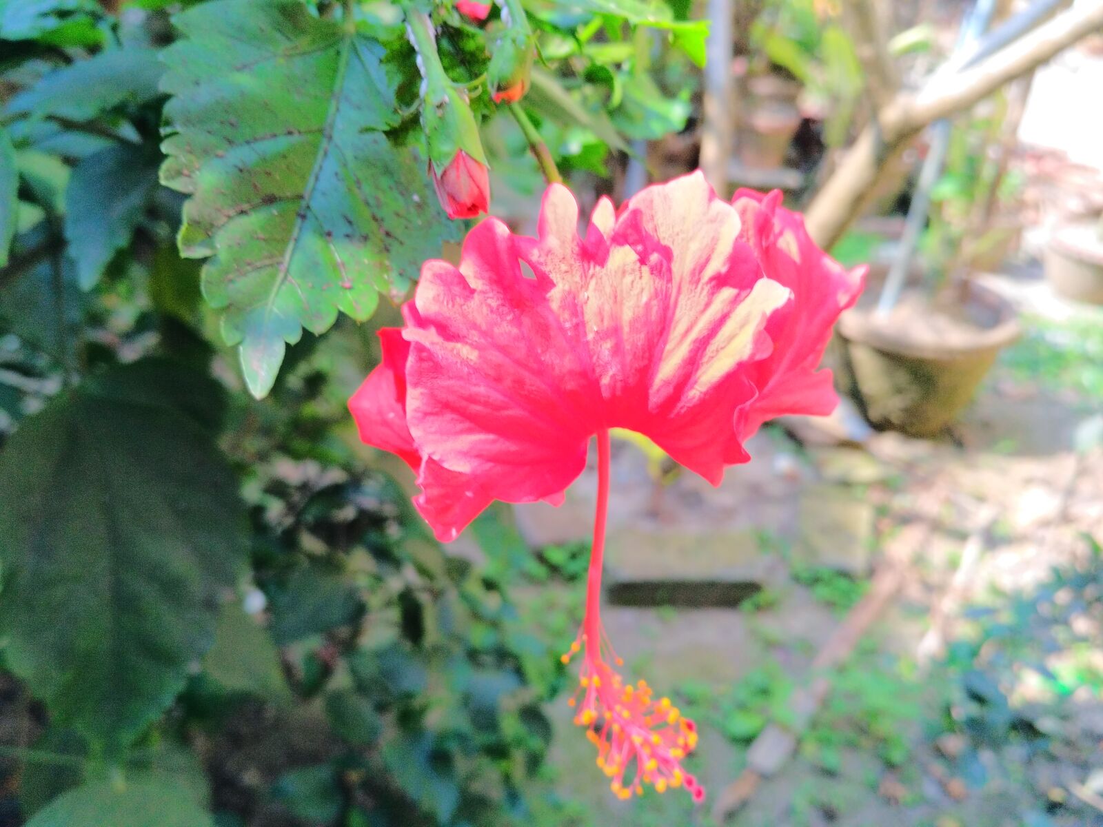 Xiaomi Redmi 3S sample photo