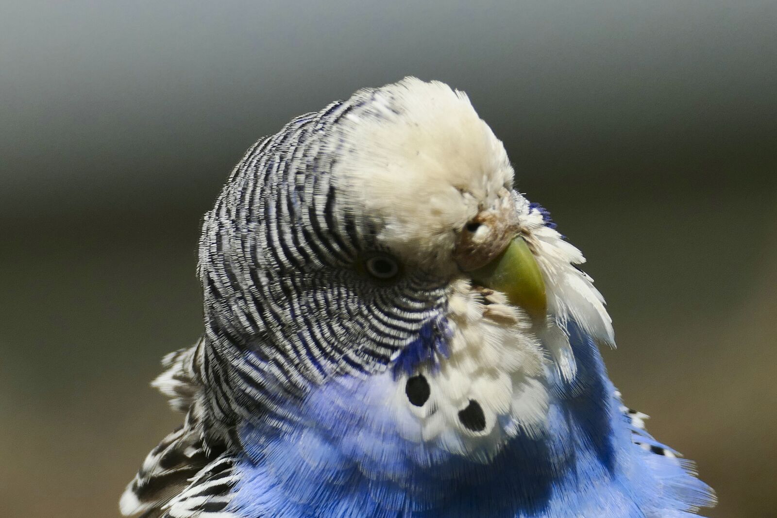 Panasonic Lumix DMC-FZ1000 sample photo. Budgie, bird, animal portrait photography