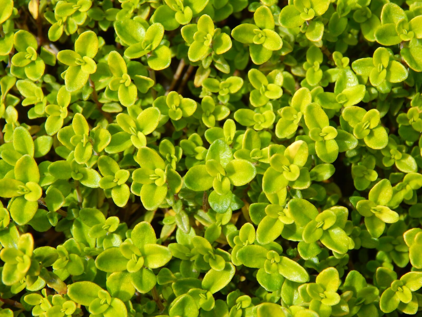 Nikon Coolpix L830 sample photo. Lime thyme, thyme, herb photography