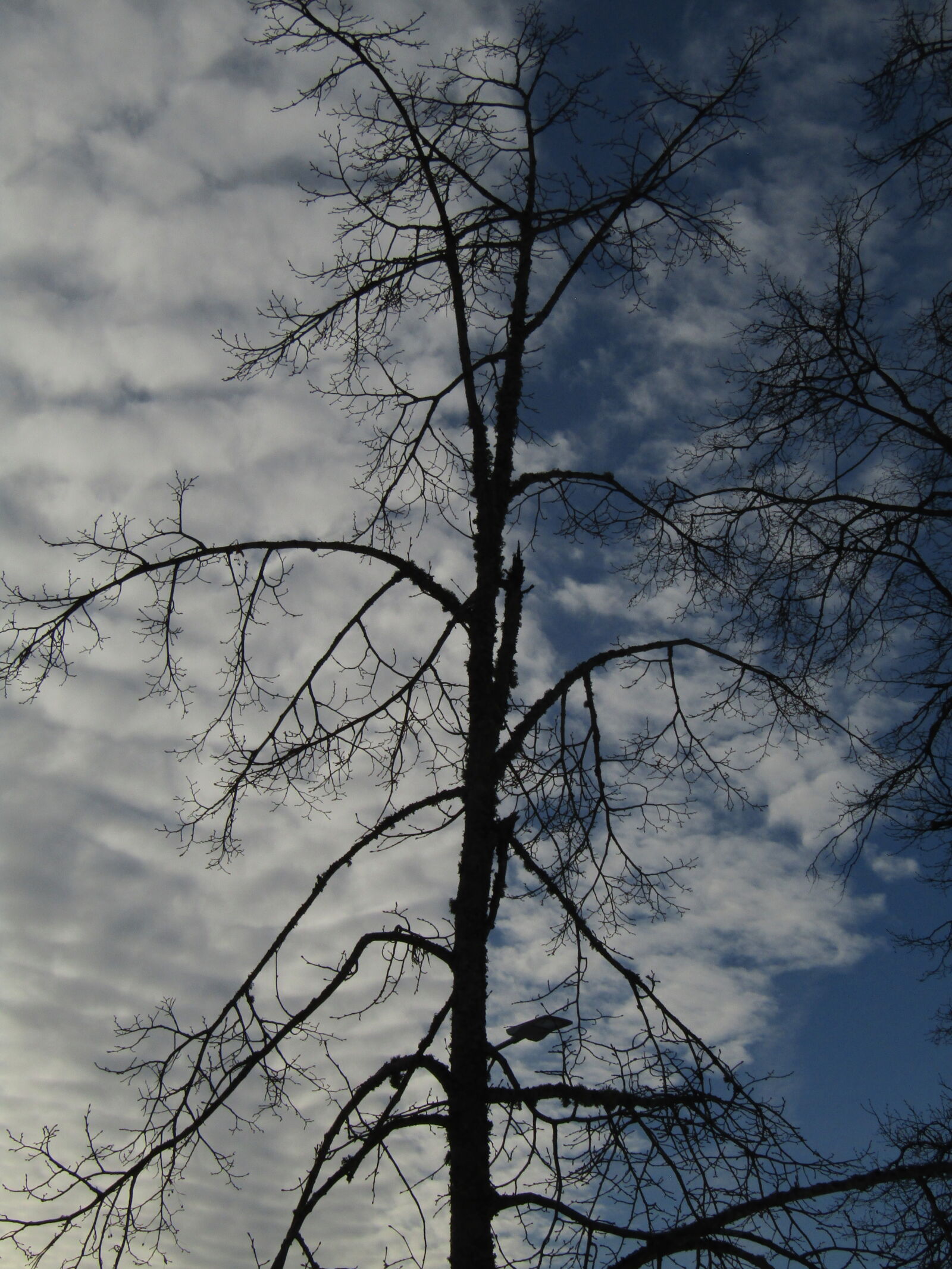 Canon PowerShot SX420 IS sample photo