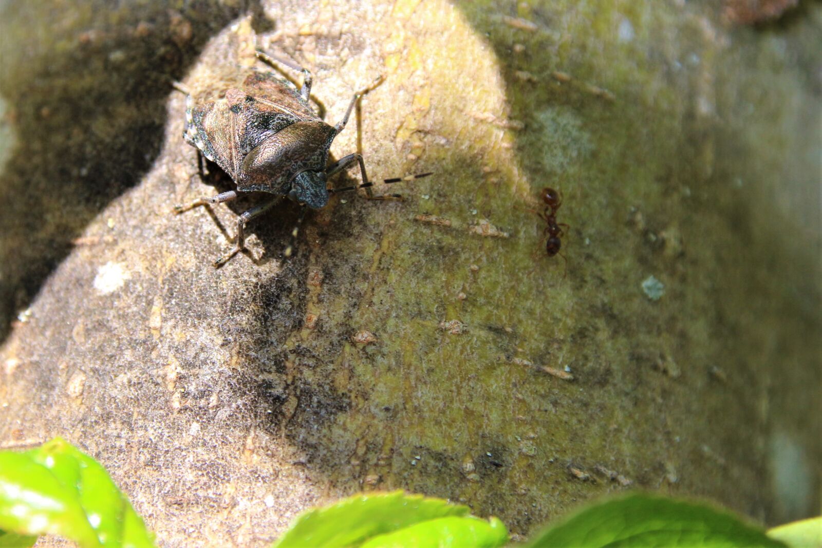 Canon EOS 700D (EOS Rebel T5i / EOS Kiss X7i) sample photo. Bug, insect, nature photography