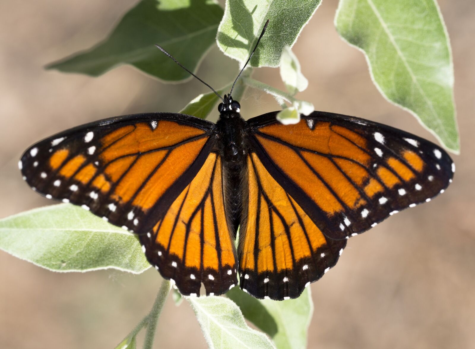 Olympus OM-D E-M5 + Olympus M.Zuiko Digital ED 60mm F2.8 Macro sample photo. Viceroy butterfly, plant, leaf photography