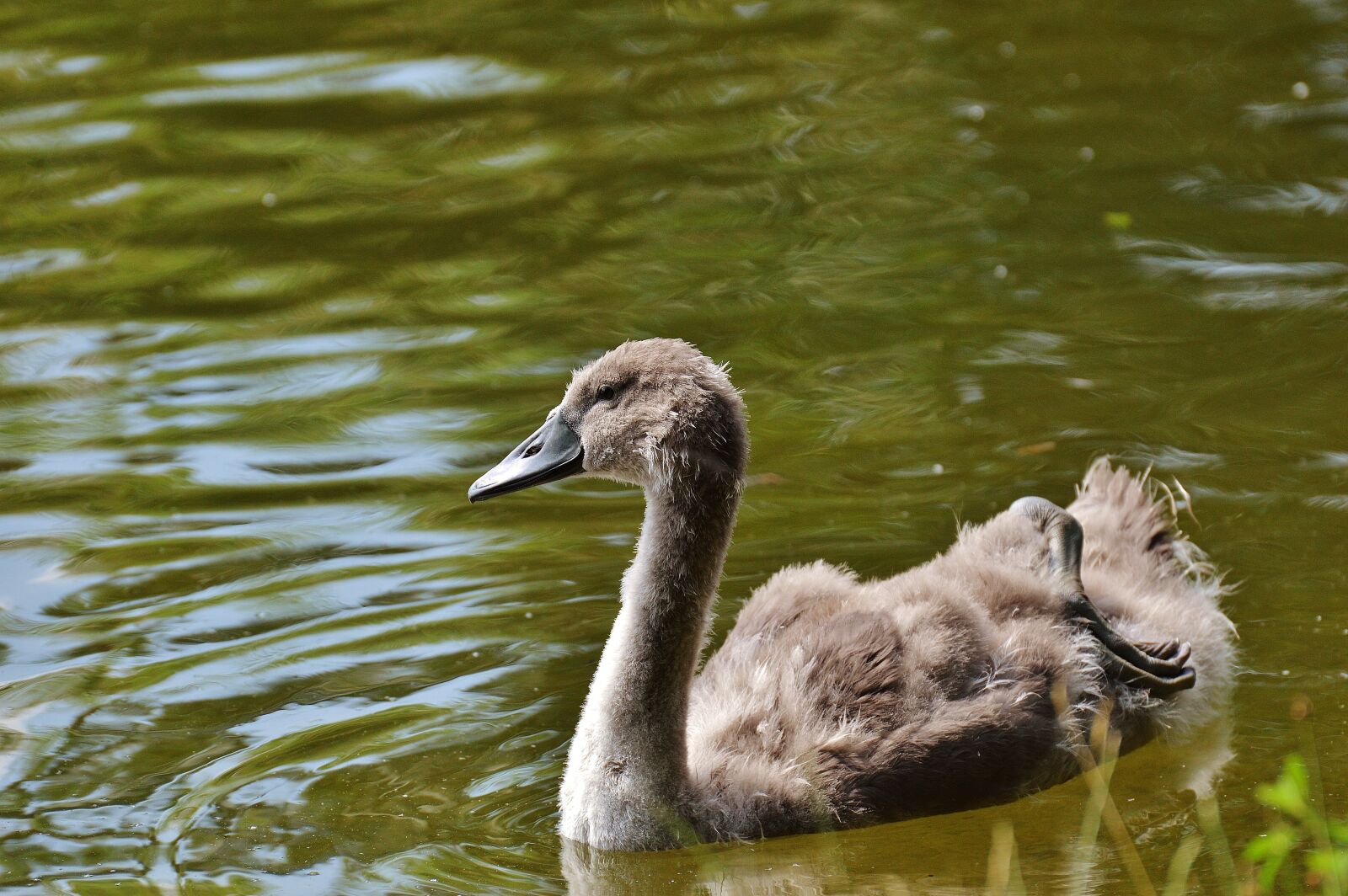 Nikon D3200 sample photo. Swan, young animal, bird photography