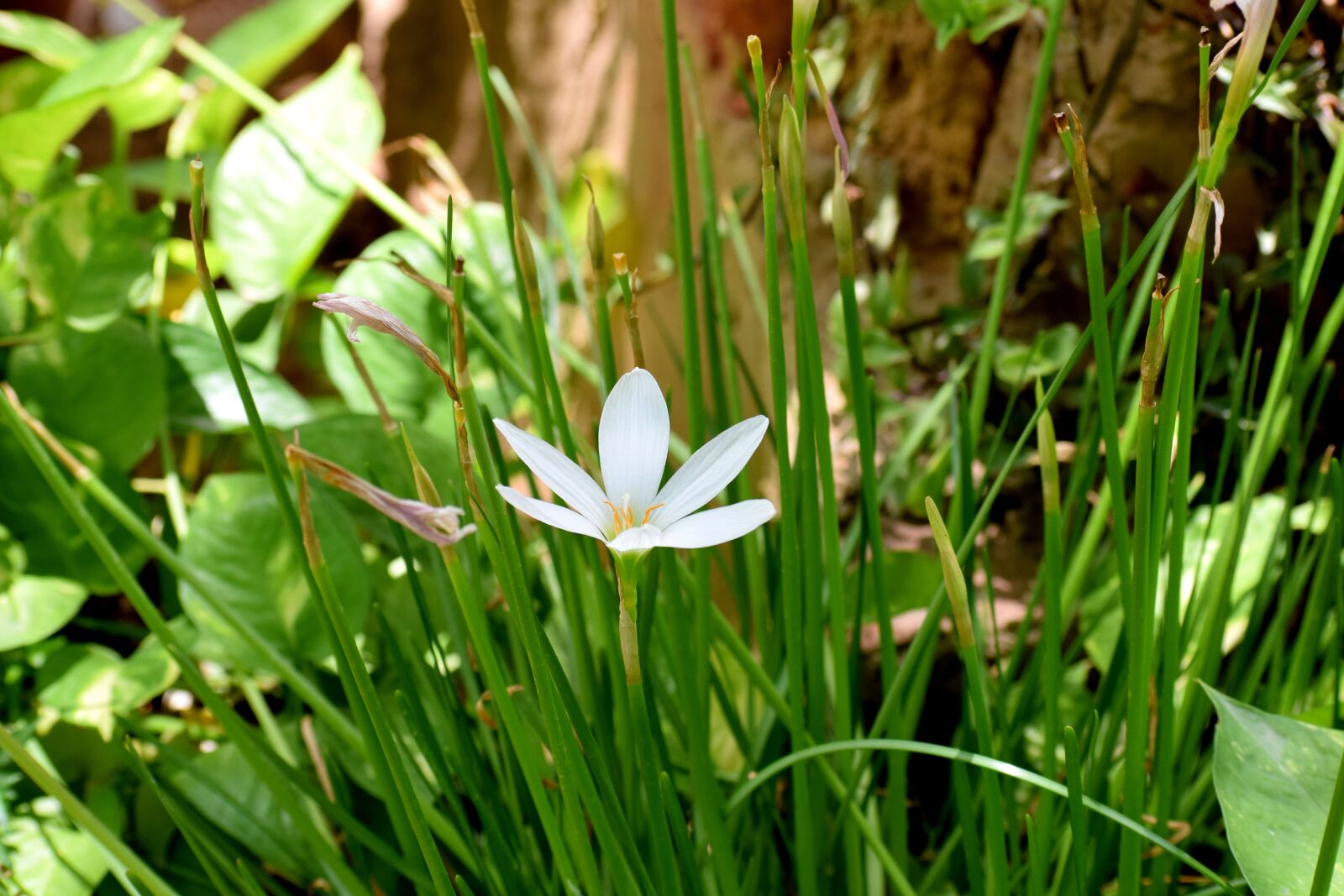 Nikon D3300 sample photo. Nature, grass, wild flowers photography