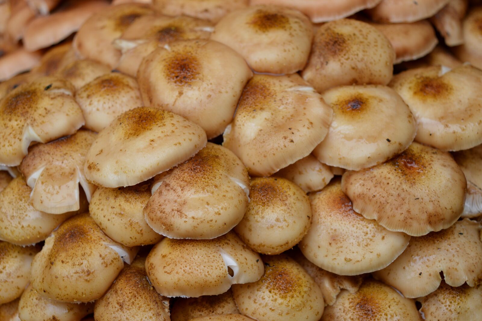 Nikon D3200 sample photo. Mushrooms, autumn, toxic photography