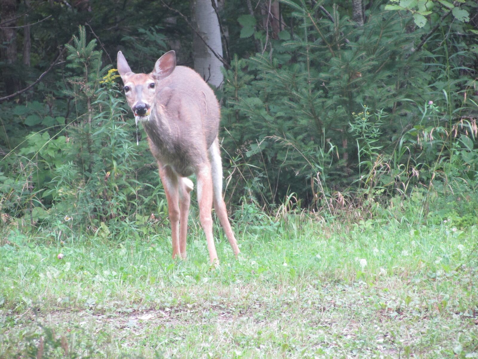 Canon PowerShot SX400 IS sample photo. Deer, animal, wild photography