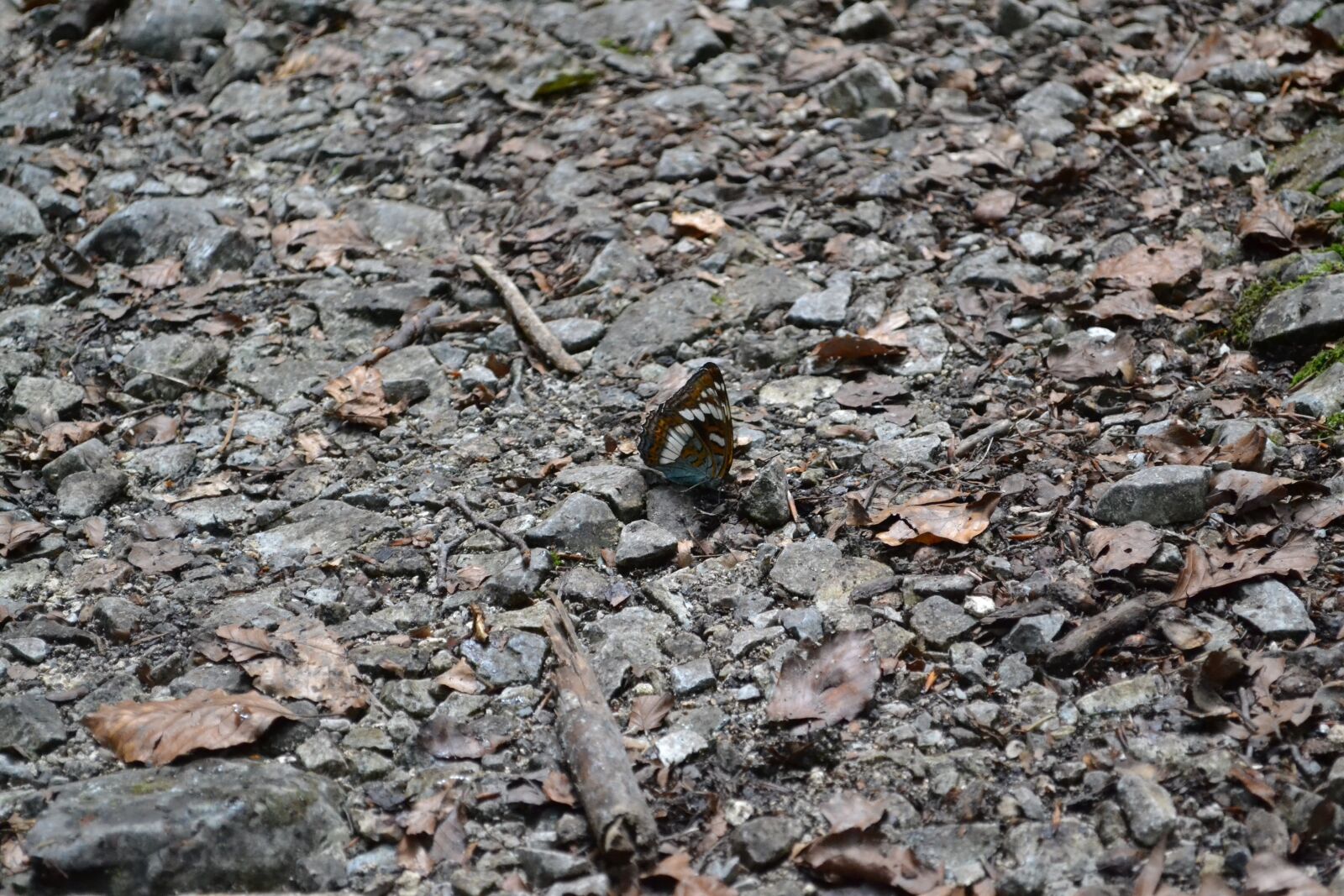 Nikon D3100 sample photo. Slovakia, slovak paradise, butterfly photography