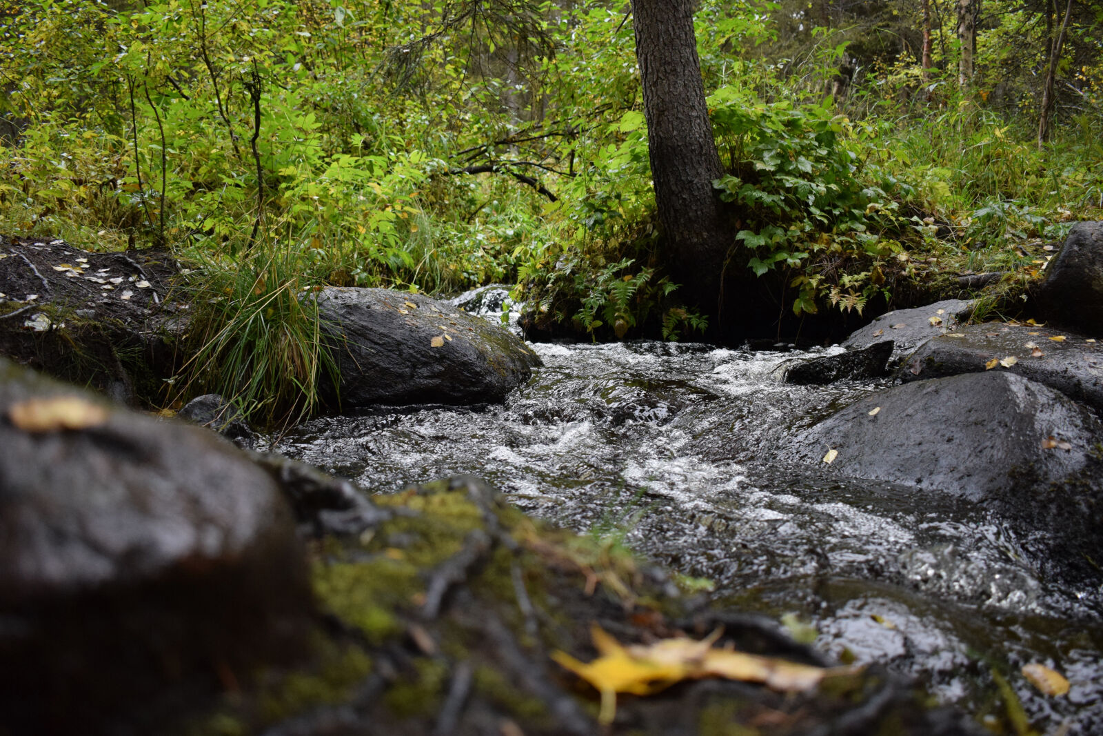 Nikon D3300 sample photo. Autumn, creek, finland photography