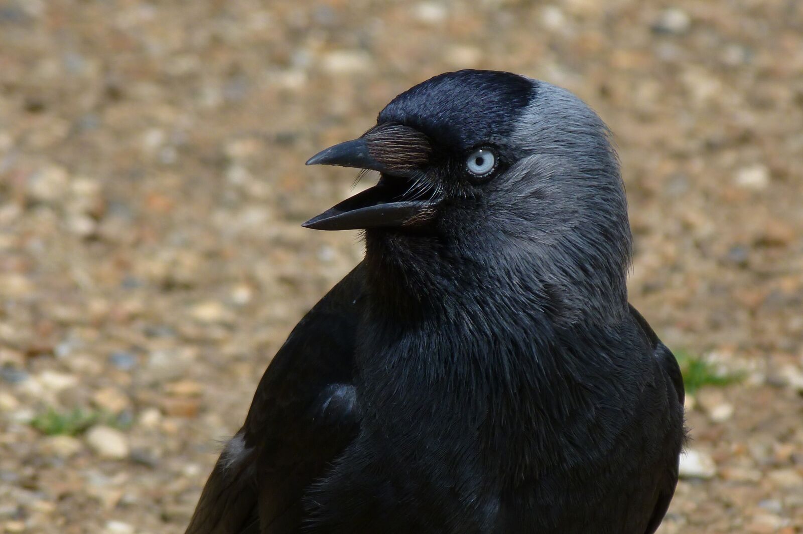 Panasonic Lumix DMC-FZ40 (Lumix DMC-FZ45) sample photo. Jackdaw, bird, blue eyes photography