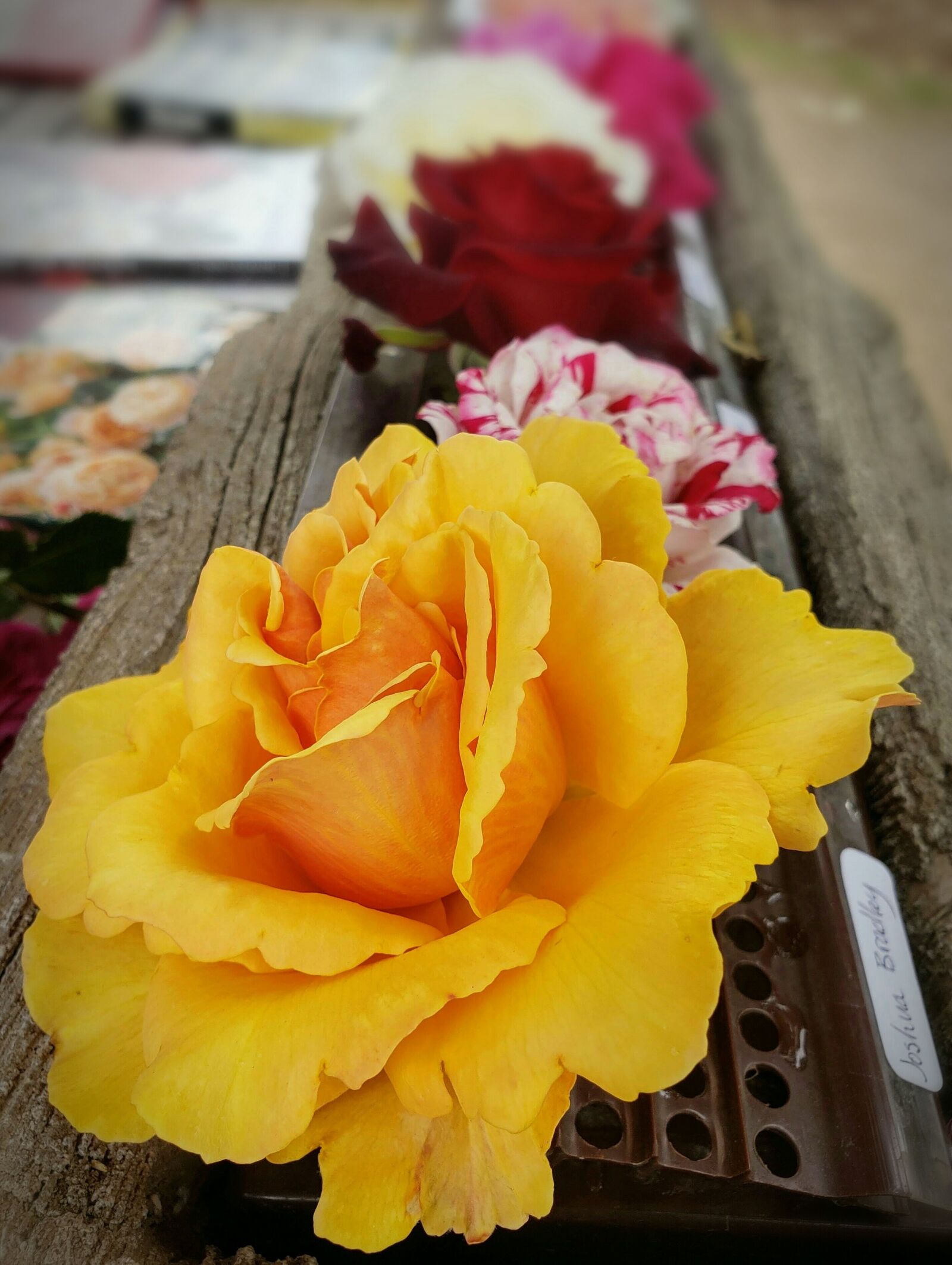 Samsung Galaxy Note9 sample photo. Roses, flowers, bloom photography