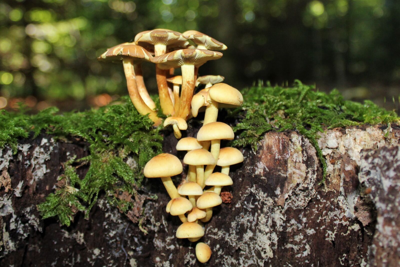 Canon EOS 1200D (EOS Rebel T5 / EOS Kiss X70 / EOS Hi) sample photo. Mushrooms, log, moss photography