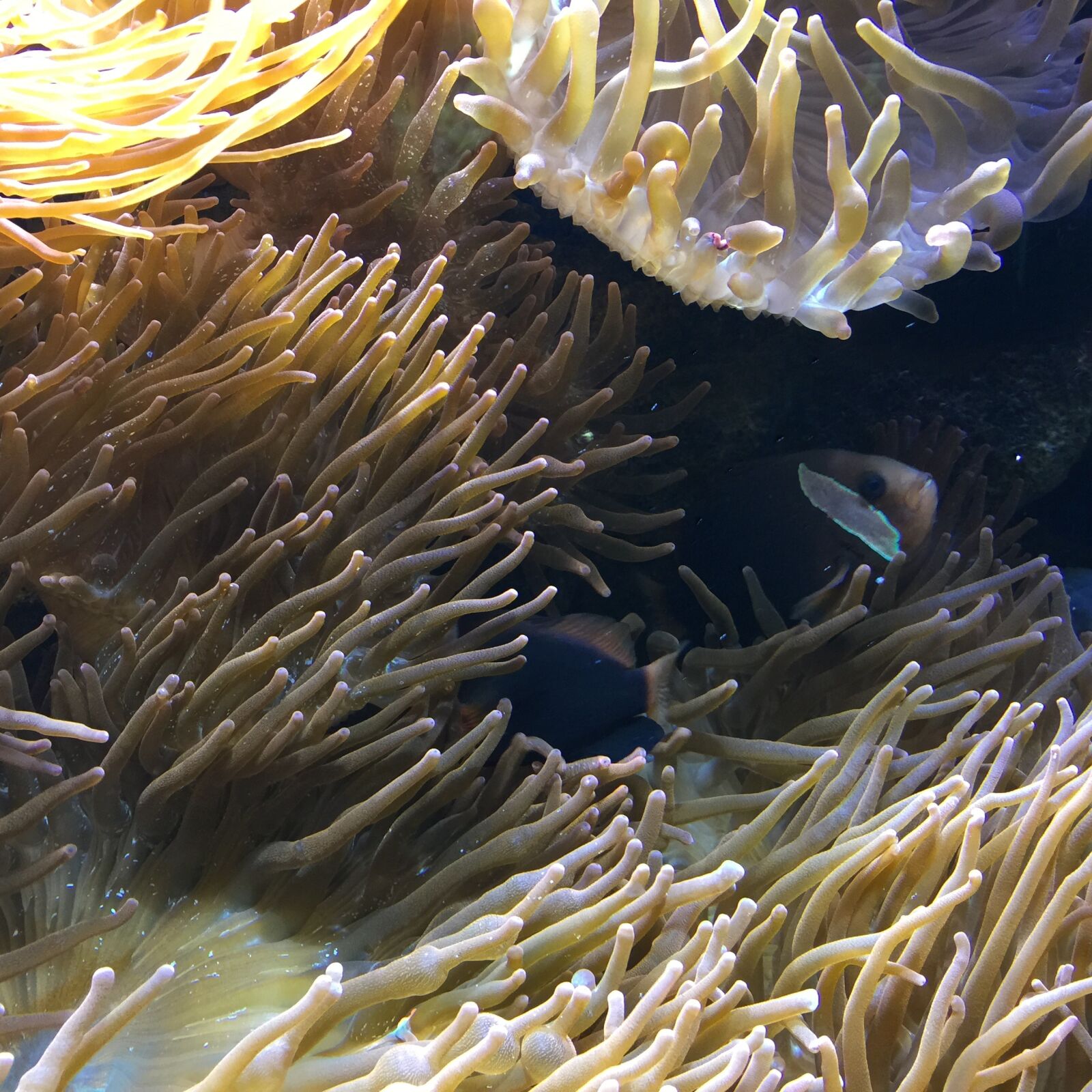 iPhone 6 Plus back camera 4.15mm f/2.2 sample photo. Deep, sea, water photography