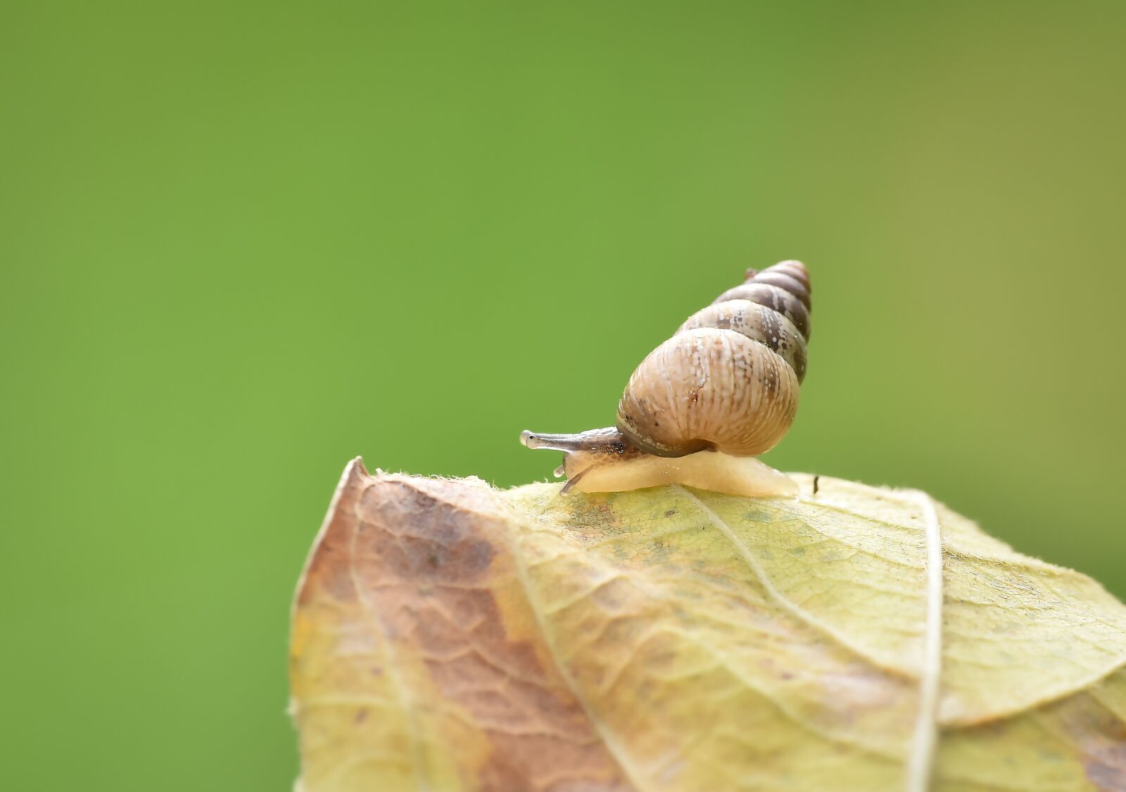 Nikon D810 sample photo. Macro, salyangoz, wild photography