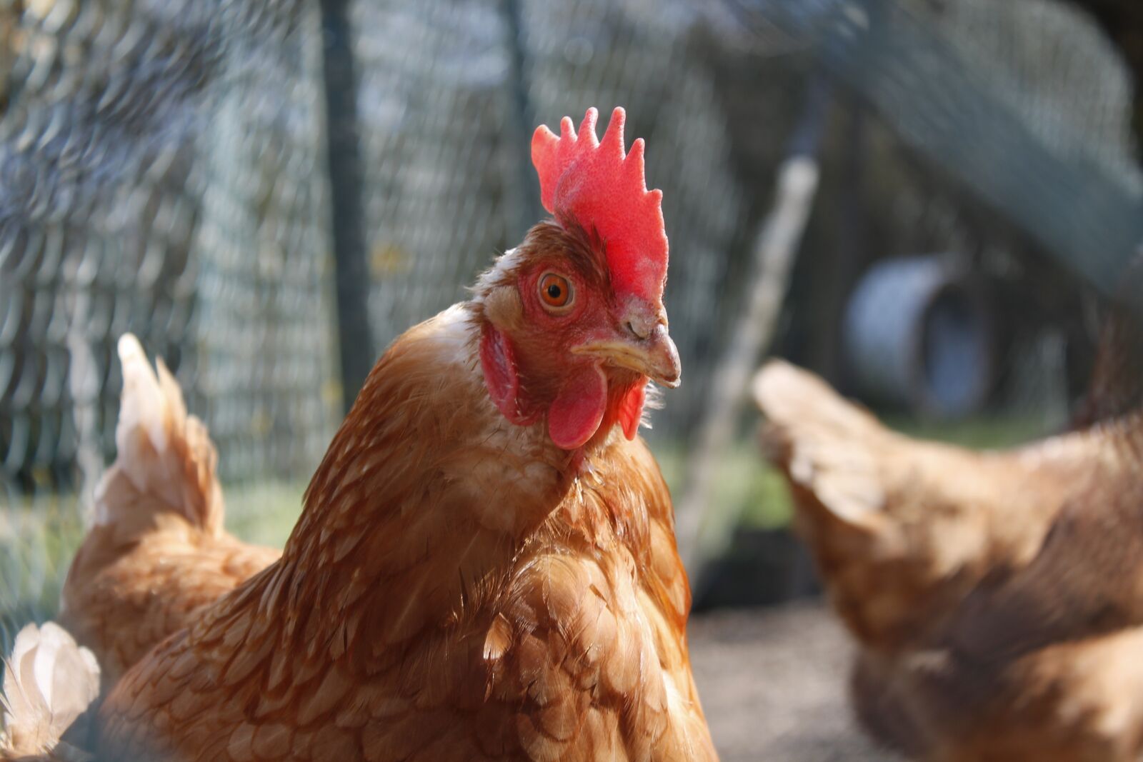 Canon EOS 1100D (EOS Rebel T3 / EOS Kiss X50) sample photo. Chicken, animal, poultry photography