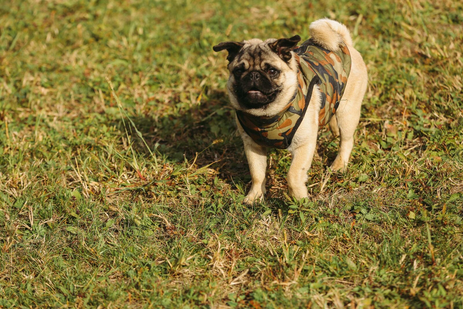 Canon EOS 5D Mark III sample photo. Adorable, cloth, curiosity, cute photography