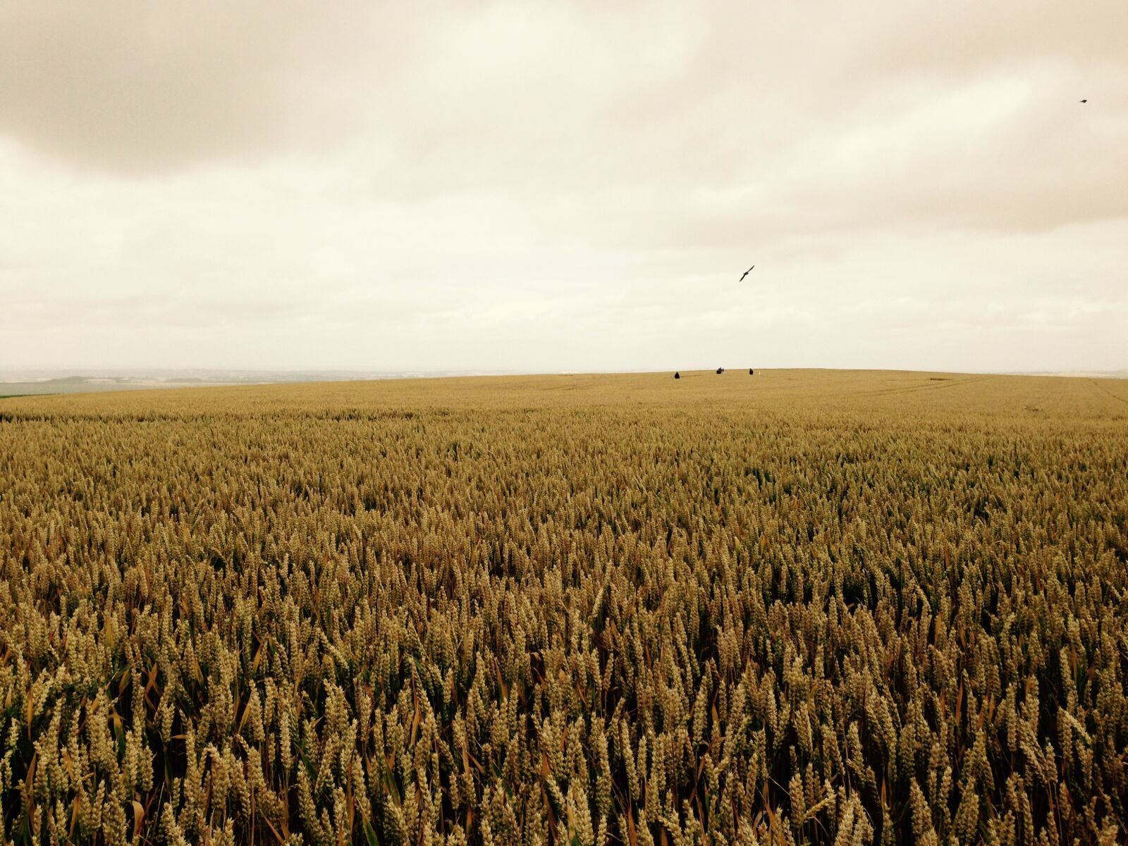 iPhone 5 back camera 4.12mm f/2.4 sample photo. Grain, field, england photography