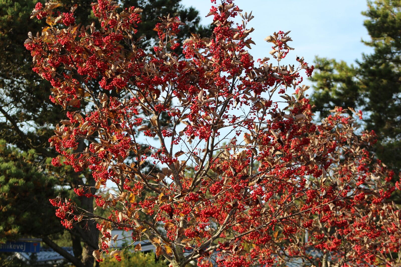 Canon EF 75-300mm f/4-5.6 sample photo. Rowanberries, bush, fruits photography