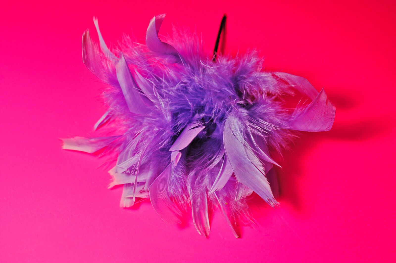 Nikon D90 sample photo. Feather, feather corsage, corsage photography