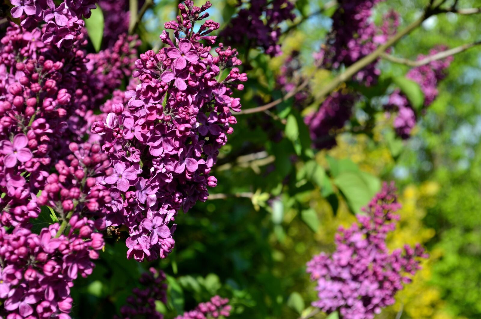 Nikon D5100 sample photo. Lilac, purple lilac, lilac photography