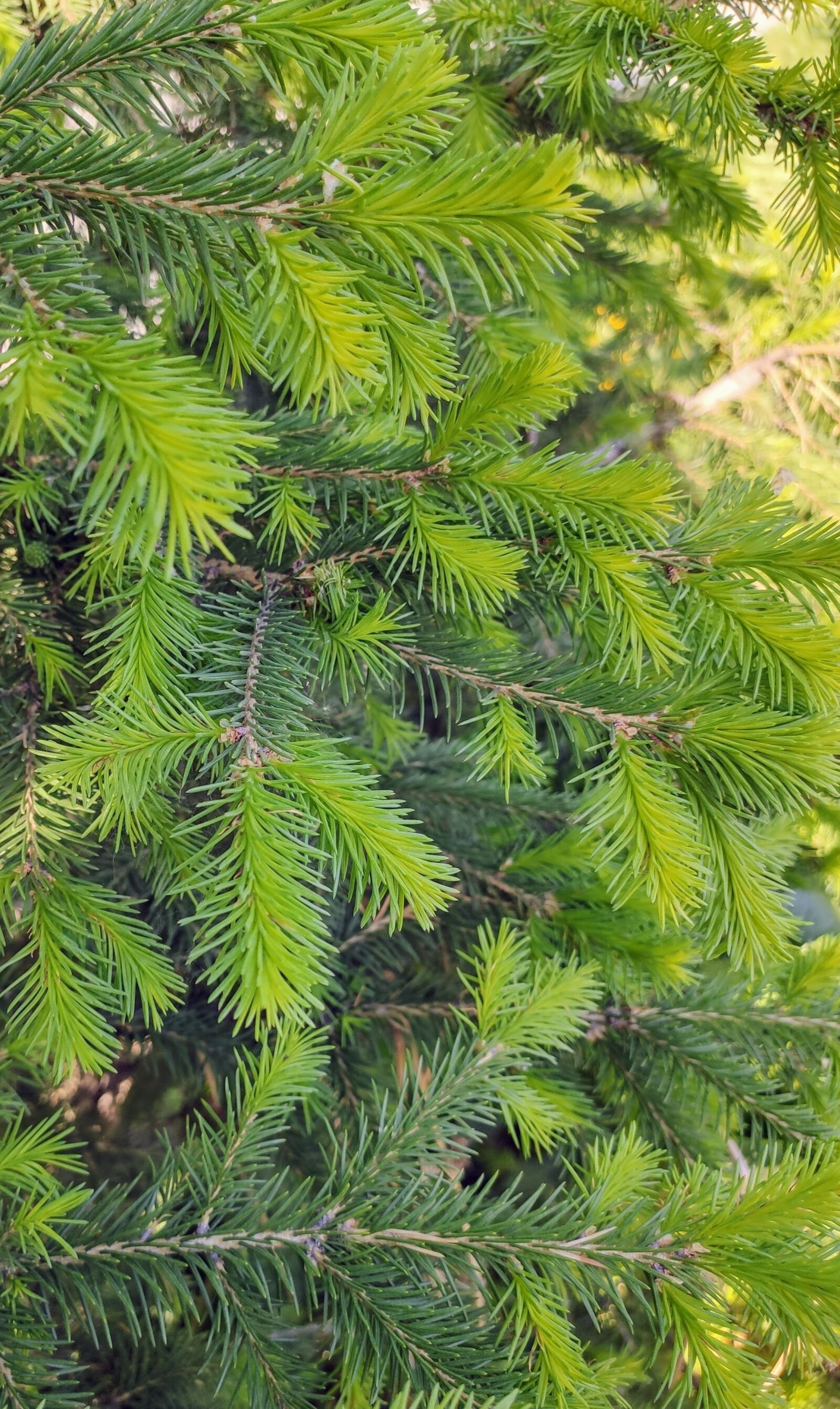 Xiaomi MI 9 sample photo. Green, tree, nature photography