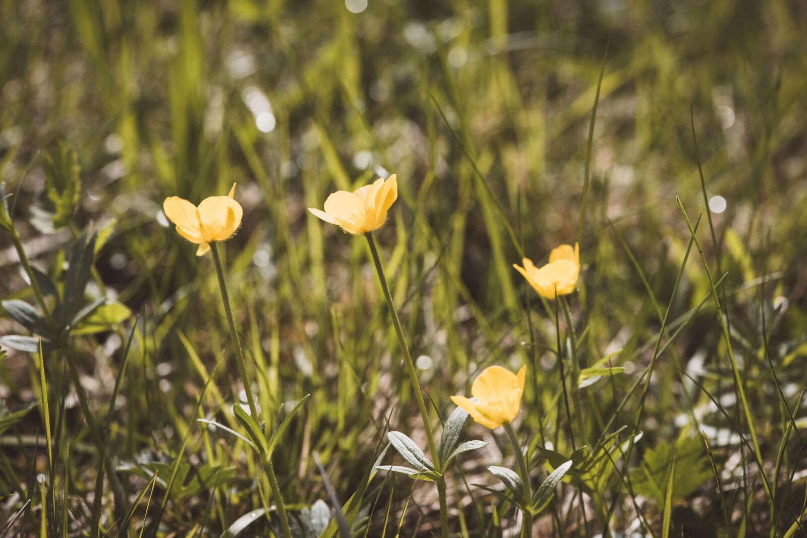 Nikon D750 sample photo. Meadow, grass, buttercup photography