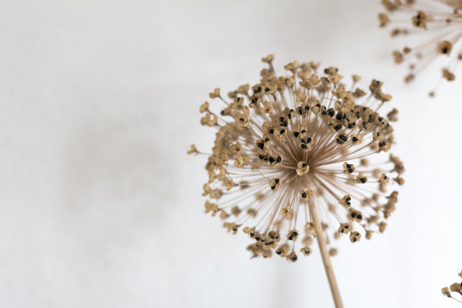 Canon EOS 70D + Canon EF 50mm F1.8 STM sample photo. Nature, flower, flora photography