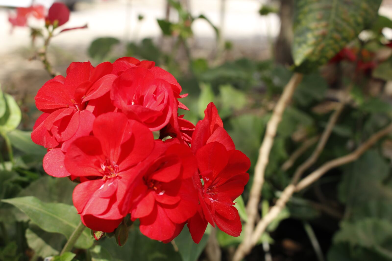 Canon EOS 100D (EOS Rebel SL1 / EOS Kiss X7) + Canon EF-S 18-55mm F3.5-5.6 IS STM sample photo. Nature, flowers, flower photography