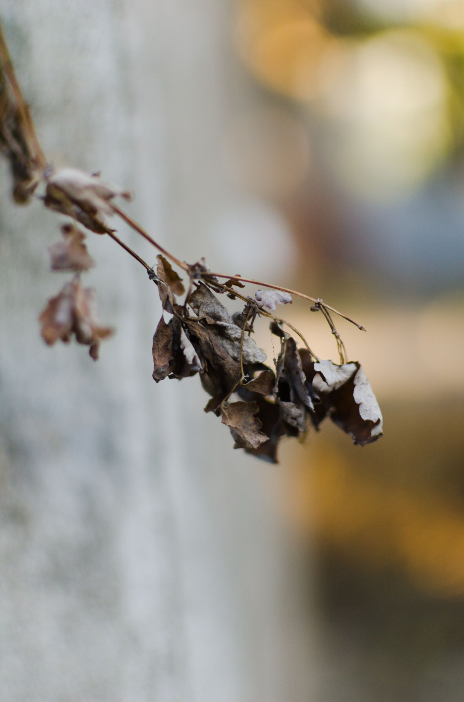 Nikon D40 sample photo. Tree, yard, nature photography