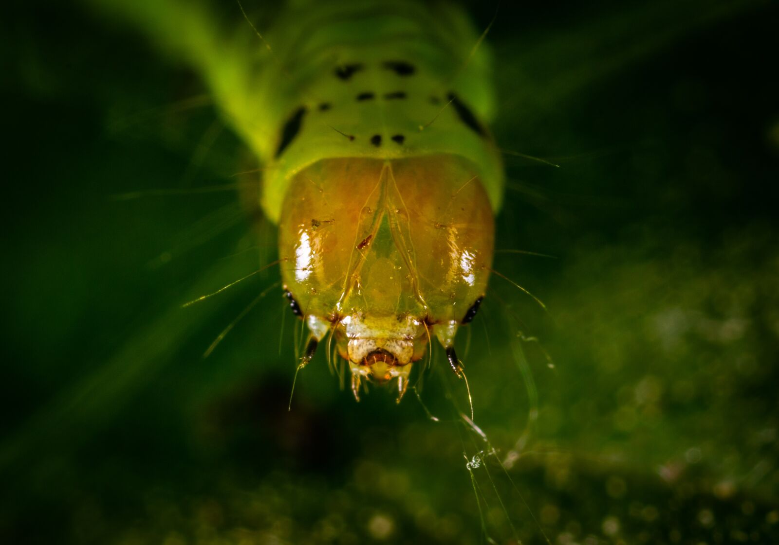 Sony a7R II sample photo. Insect, macro, bespozvonochnoe photography