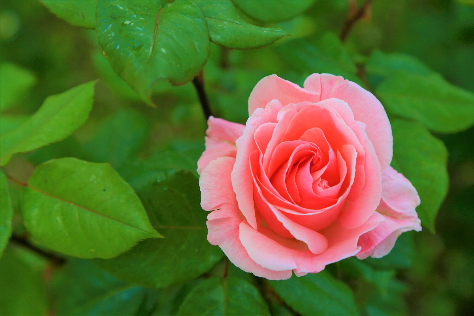 Canon EF 24-105mm F4L IS USM sample photo. Rose, spring, nature photography
