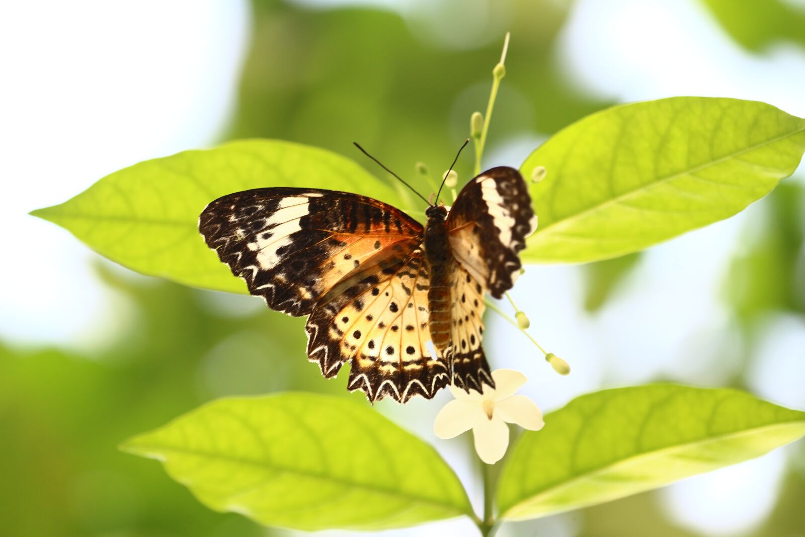 Canon EOS 700D (EOS Rebel T5i / EOS Kiss X7i) sample photo. Animal, butterfly, collection photography