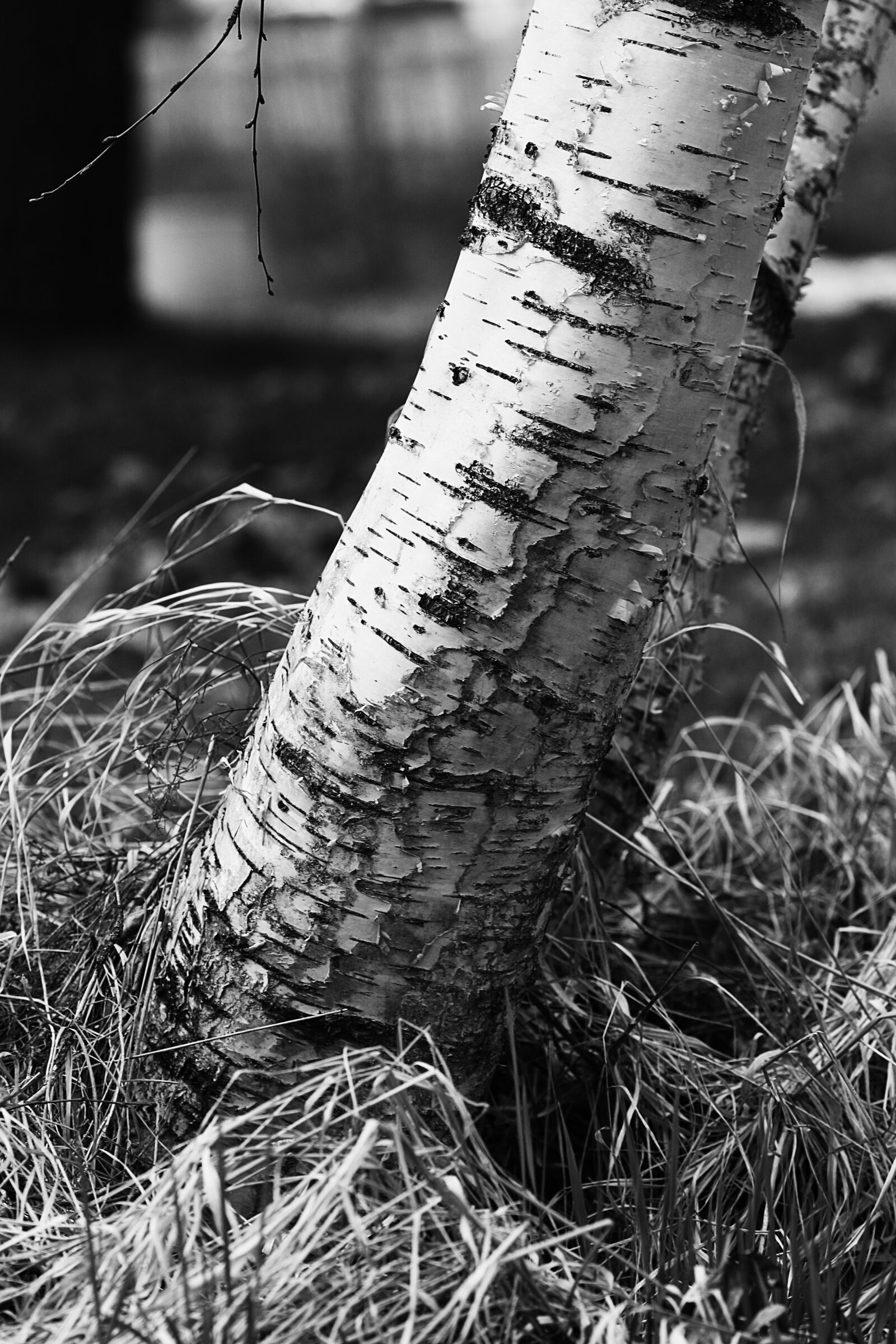 Canon EOS 7D Mark II + Canon EF 135mm F2L USM sample photo. Nature, tree, outdoors photography