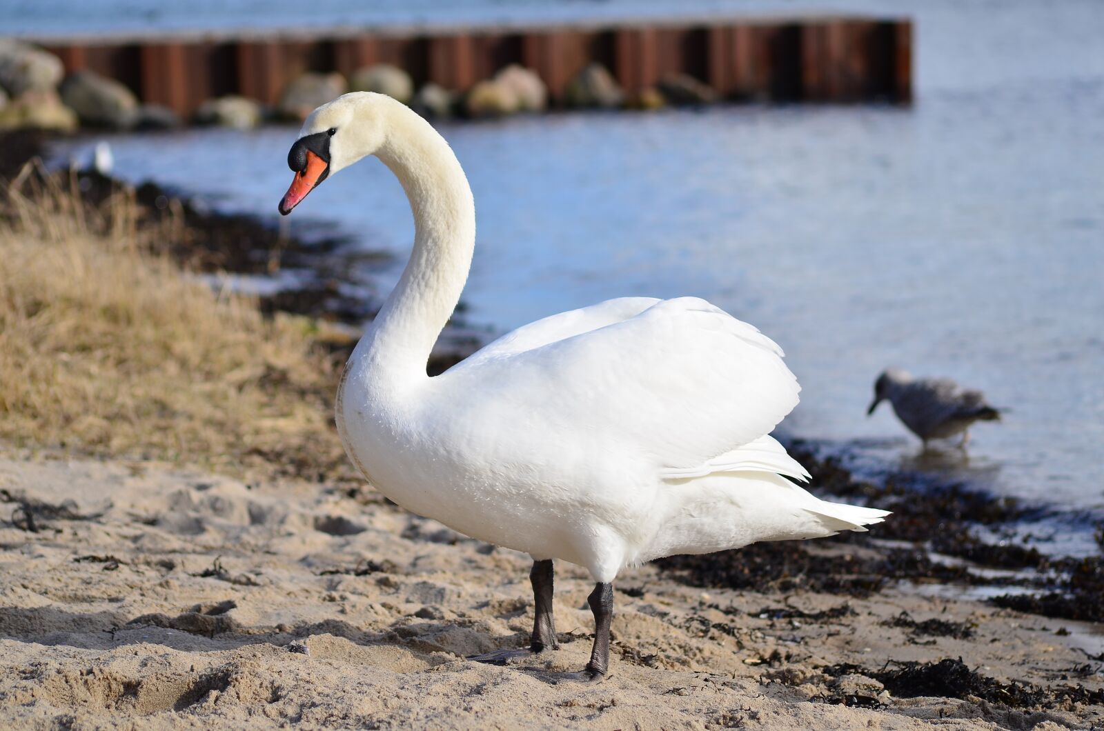 Nikon D5100 sample photo. Bird, water, swans photography