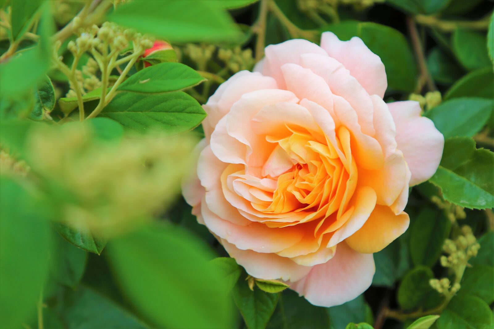 Canon EF 24-105mm F4L IS USM sample photo. Rose, spring, nature photography