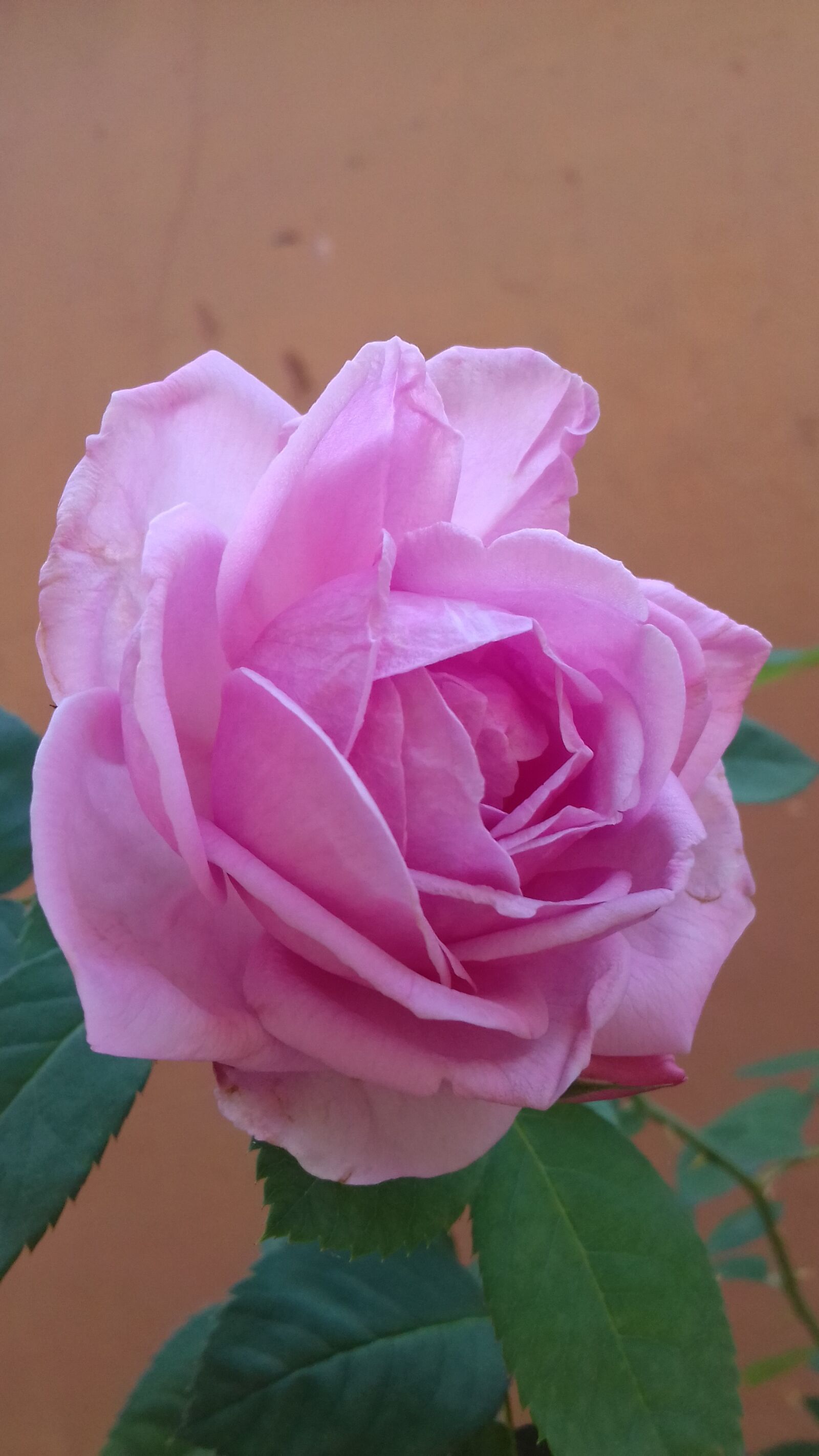 Samsung Galaxy J3(2016) sample photo. Rose, rosa, flower photography