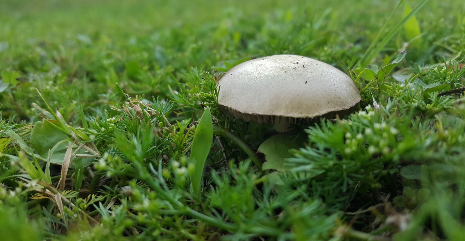 Samsung Galaxy Note5 sample photo. Mushroom, toadstool, fungi photography