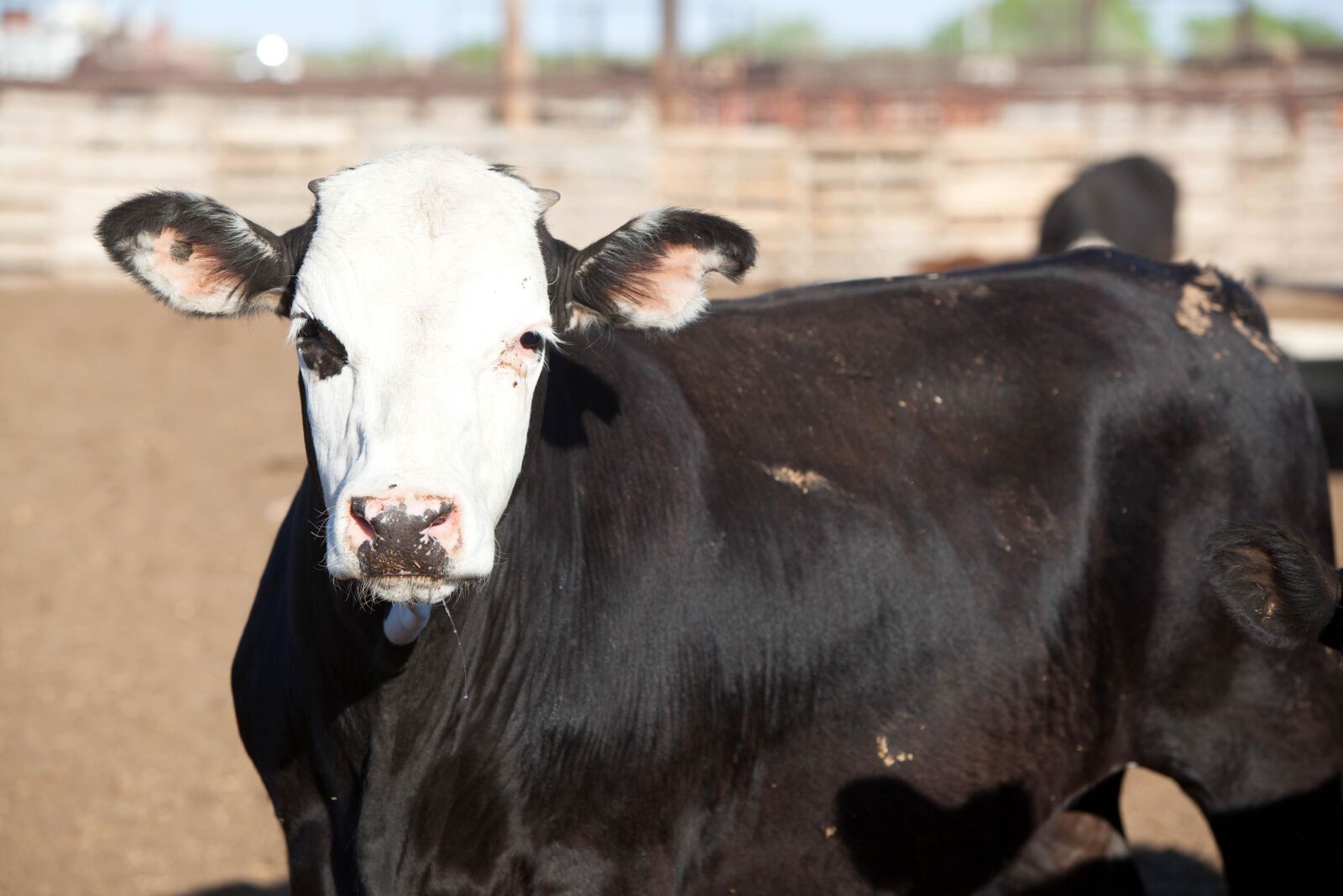 Canon EOS 5D Mark II sample photo. Black cow, head, cattle photography