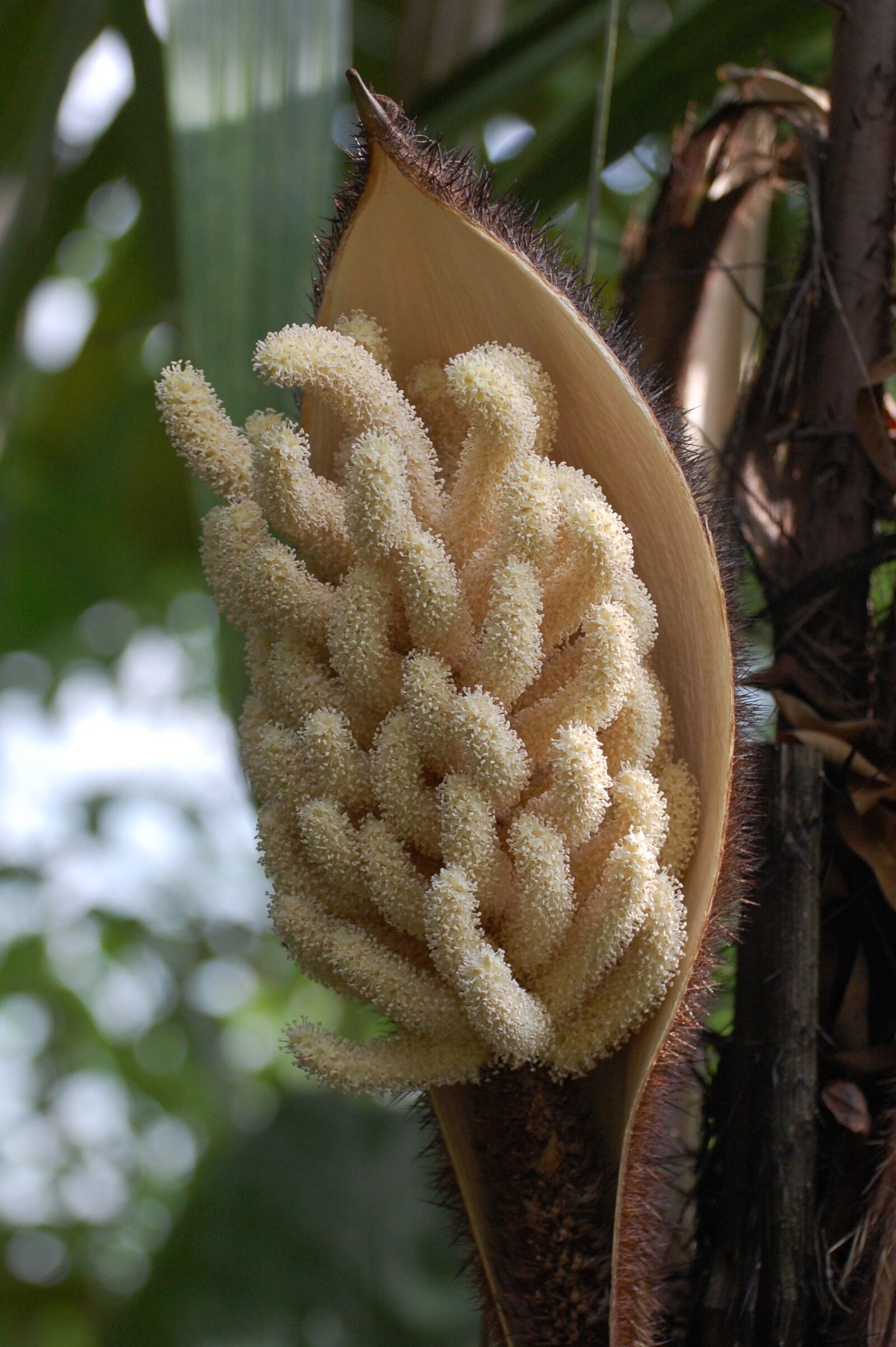 Nikon D40 sample photo. Flower, exotic, botanical photography