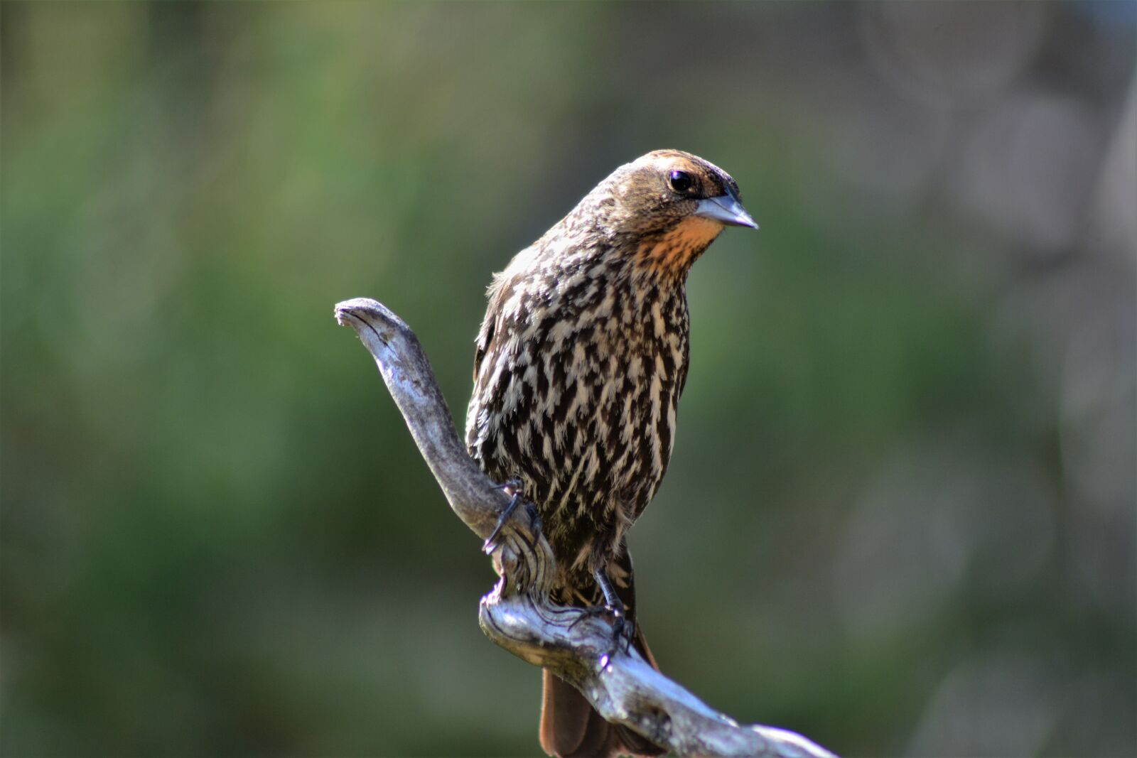 Nikon D7100 sample photo. Female red winged blackbird photography