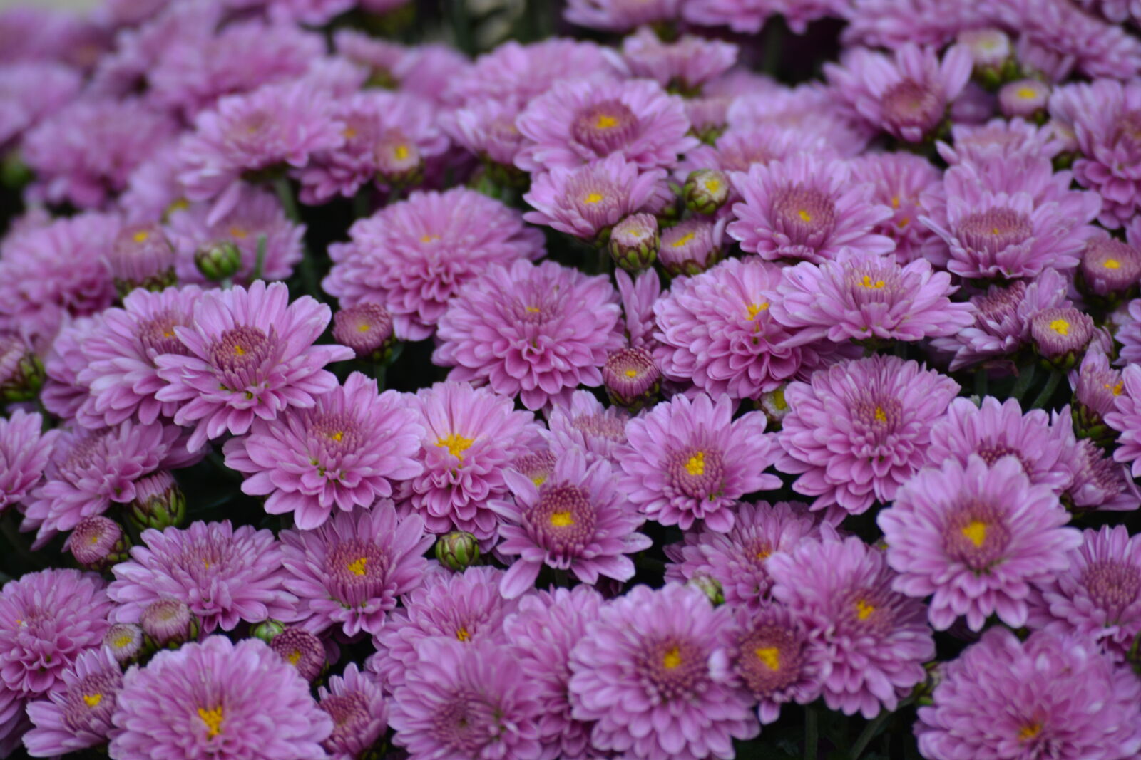 Nikon D5200 sample photo. Flowers, violet photography